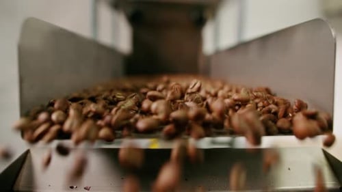 Coffee beans are pushed onto the conveyor of an industrial shaker Brown beans fall for packing