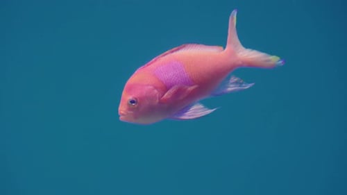 Squarespot Anthias Fish At Saltwater Umino-Mori Aquarium In Sendai, Miyagi Prefecture, Japan. -