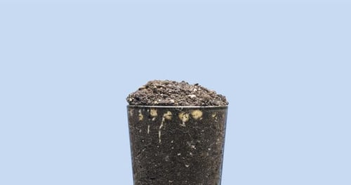 Time Lapse of Pea Plant Germinating in Glass
