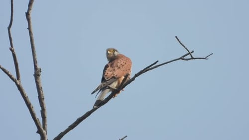 EAgle relaxing on tree .