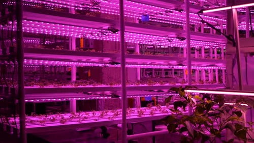 Agriculture Greenhouse Hydroponic Growth Technology Farm Garden Innovation Farming and Sustainable