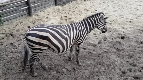 Zebra Standing in Sandy Enclosure at the Zoo