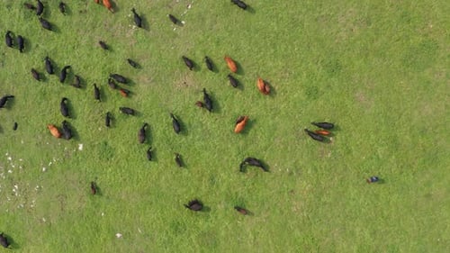 Cattle herd grazing on green pasture, Jadovnik, Serbia. Aerial ascending high angle shot