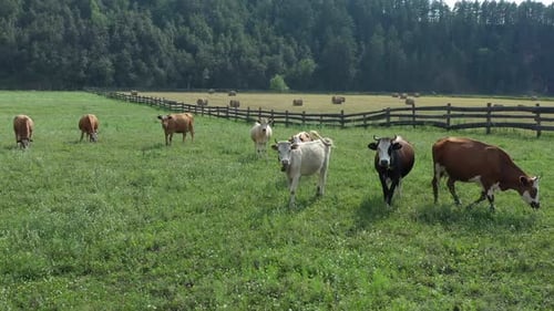Cattle Grazing Peacefully on a Lush Green Pasture Surrounded By Serene Forests