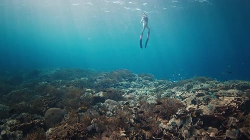 Woman Freediver Swims Underwater and Explores the Vivid Coral Reef in the Komodo National Park in