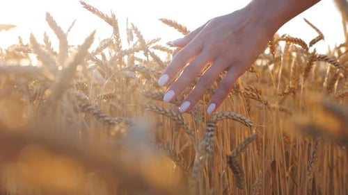 Close Up of Female Hand Stroking Yellow Wheat Ears