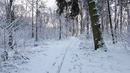 Slowly drone POV in the middle of witner forest. A lot of snow on ground and branches.