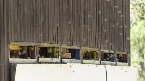A Swarm of Bees Hovers Around Openings of a Movable Beehive Trailer in a Rural Area Closeup