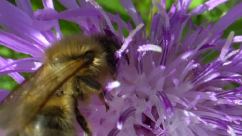 details of wild bee gathering pollen on colorful flower and flying away,slow motion