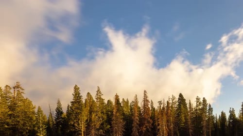 Zeitraffer der Wolken über einem Wald