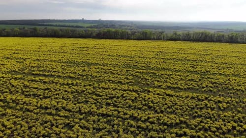 aerial shot of the blooming rapeseed canola field
