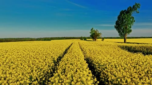 Blühendes Rapsfeld auf dem Land im sonnigen Frühling.