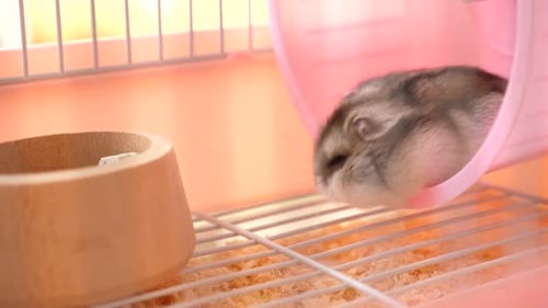 Grey Hamster Sitting in Pink Wheel