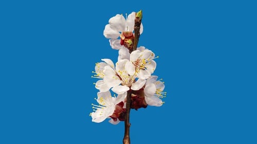 Aprikosenblüte auf einem Frühlingsbaumzweig, der im Zeitraffer auf blauem Hintergrund blüht. Blumen im Frühling