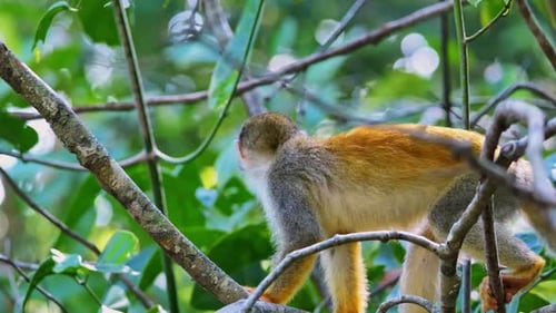 Golden-Backed Squirrel Monkey Climbing Through Lush Jungle