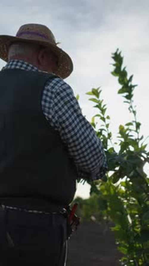 Horticultor cuidando de suas laranjeiras em Valência, Espanha