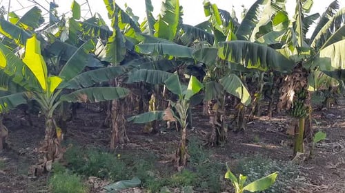 Tenerife banana plantations under the bright sun in the spring season, close shot. Exotic canary sug