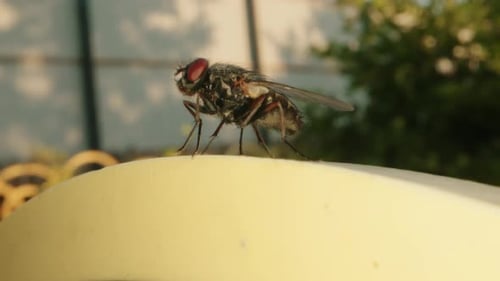 Fly on the Wall in the Garden Macro Photo Selective Focus