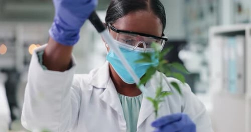 Masked Scientist Using Pipette on Plant in Lab