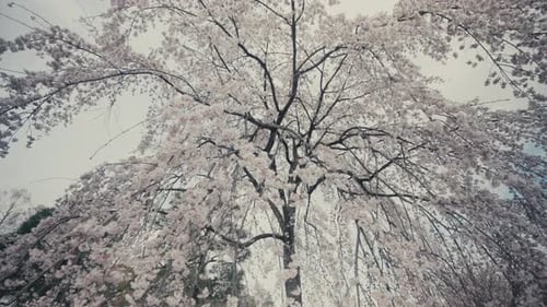 Cherry Blossoms Blooming On Springtime In Kyoto, Japan. Low Angle Shot