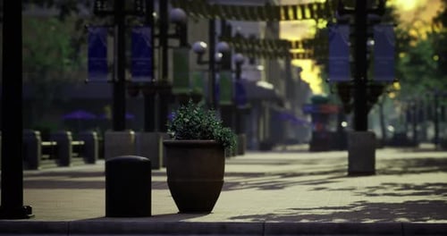 Urban Street with Potted Plant and Empty Sidewalk in the Morning Light