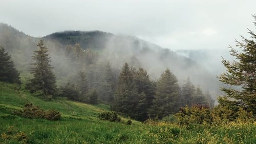 Morning fog. Majestic Carpathian Mountains. Beautiful landscape of untouched nature