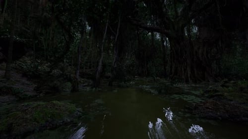Immersive Deep Forest Swamp River Journey