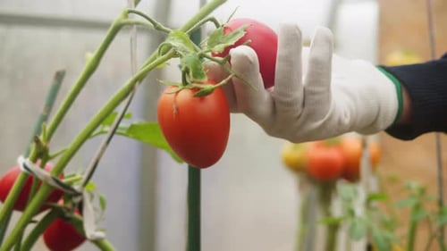 Garden Worker Picking Cherry Tomatoes Eco Farmer Greenhouse Cultivation Manual Harvesting Vegetable