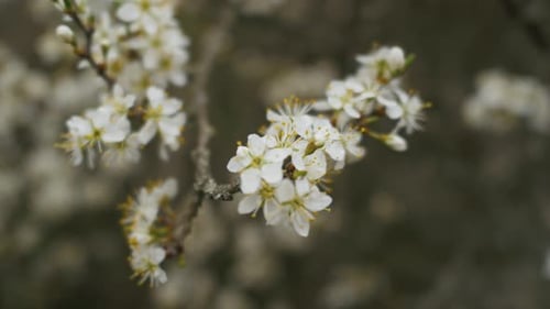 Nahaufnahme eines blühenden Astes im Frühling, mit weichen Blütenblättern, die im Wind tanzen, und warmem Licht h