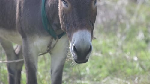 Ein brauner Esel mit hohen Ohren steht auf einer grünen Wiese Der verschwommene Hintergrund verstärkt den Fokus
