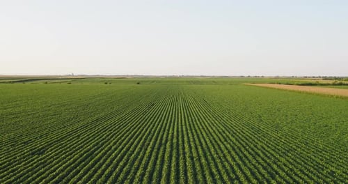 Aerial shot of green soybean crops field at agricultural farm.