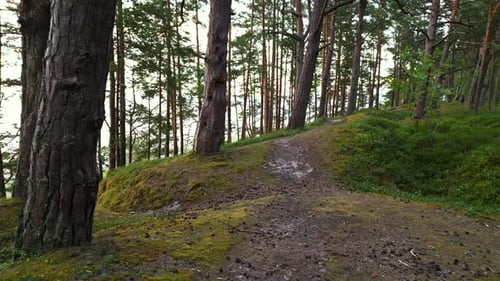 A Serene and Truly Peaceful Forest Pathway That is Surrounded By Abundant Lush Greenery and Majestic