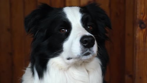 Lustiges Portrait eines Hundewelpen Border Collie im Haus