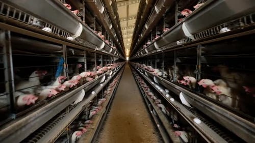 Chicken Field In Egg Factory