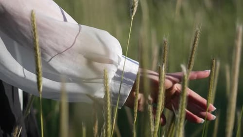 Hand Wheat Field Persons Hand Gently Touches Green Stalks in a Sunny Summer Field Nature Connection
