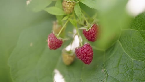 Closeup of Raspberries on a Branch of a Bush in the Garden
