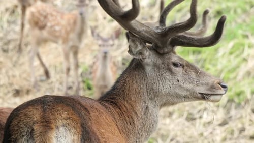 Close-Up of Deer Grazing in Nature