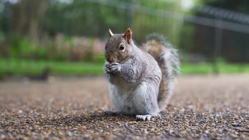 Gray Squirrel Eating on a Paved Path in a London Park