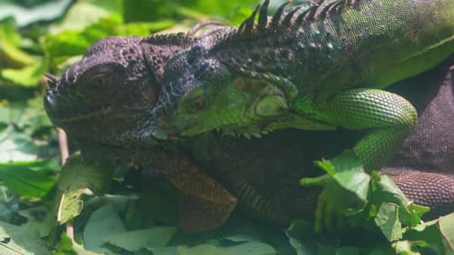 Closeup of a Red Iguana Lounging on a Log