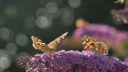 Schwarzer und orangefarbener Schmetterling auf Blume im Garten, Schmetterling fliegt von der Blume weg