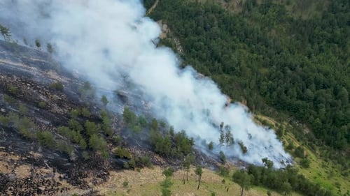 Wald durch Lauffeuer abgebrannt