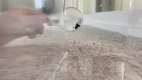 Black Spider Trapped in Clear Container