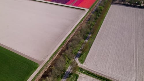 Aerial view of colorful tulip fields in bloom, Emmeloord, Netherlands.
