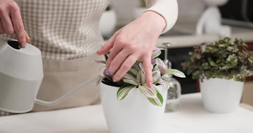 Woman Watering Tradescantia Pink Clone Potted Plant From a Watering Can Indoors