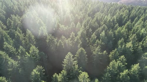 Fast and Maneuverable Flight Over the Hill with Forest and Tree Tops with a Beautiful Sunset in the