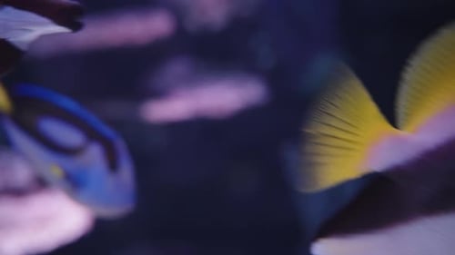 The schooling bannerfish (Heniochus diphreutes) and Paracanthurus hepatus blue tang in sea caves