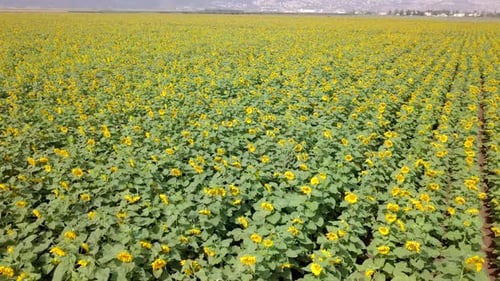 Aerial view of a vast Sunflower field