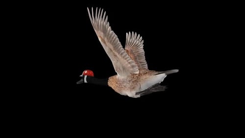 Canada Goose in National Flag Cap - Flying Loop - Aerial Low Angle Close Up - Alpha Channel