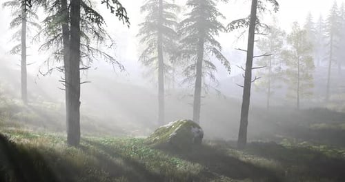 Misty Forest Landscape with Sunlight Filtering Through Tall Trees