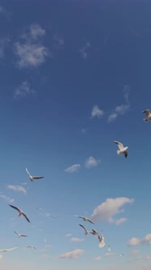 Zeitlupe eines Schwarms von Möwen fliegt über blauem Himmel mit Wolken im Hintergrund.